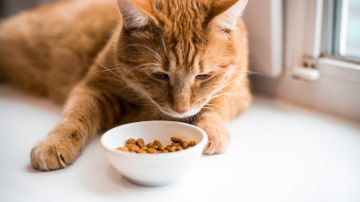 Comidas para mascotas son retiradas por presencia de bacterias que pueden provocar intoxicación alimentaria.