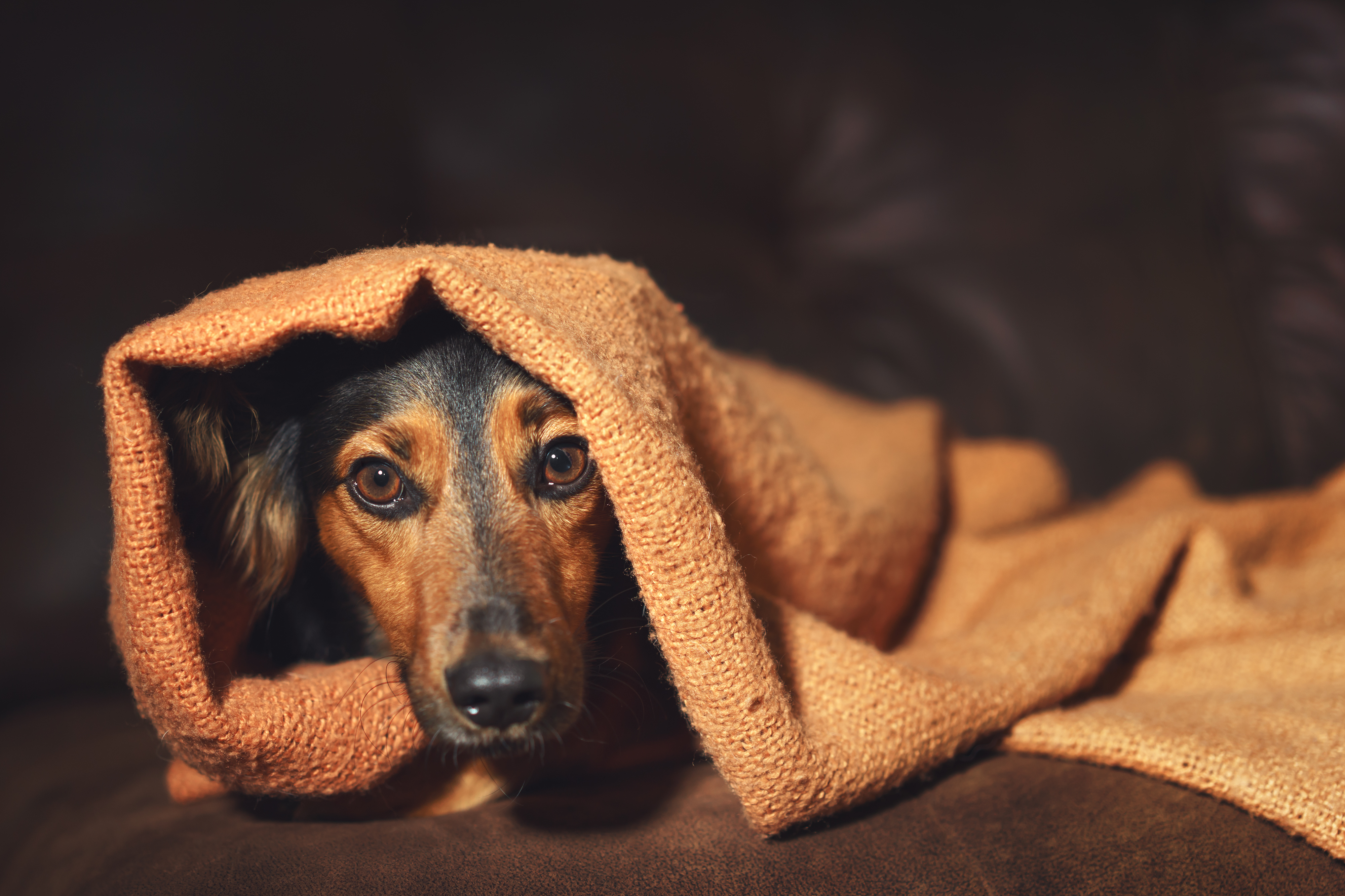 Trucos para que tu mascota no sufra durante los fuegos artificiales de Año Nuevo.