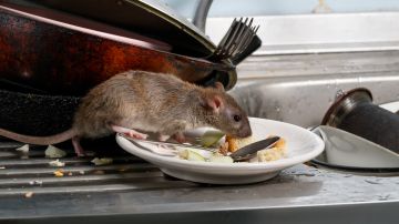 Cuáles son los hábitos de limpieza y orden que atraen ratones.