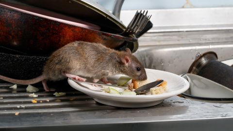 Cuáles son los hábitos de limpieza y orden que atraen ratones.