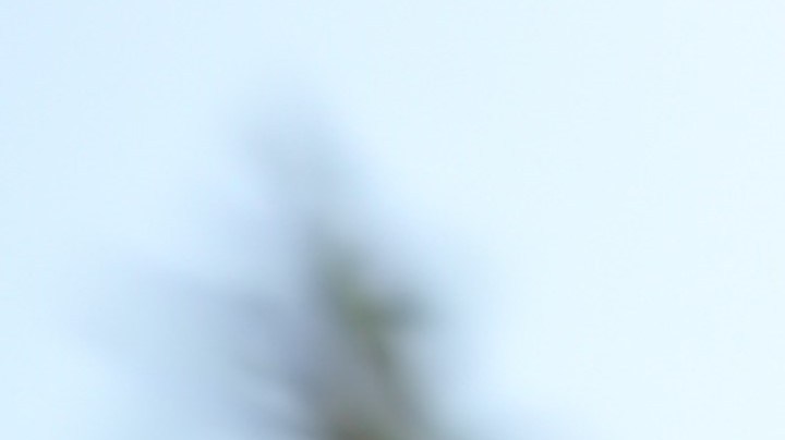 La razón por la que algunos insectos se sienten atraídos por las luces navideñas de tu casa.