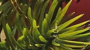 La razón por la que te fijas propósitos de Año Nuevo que no puedes cumplir.