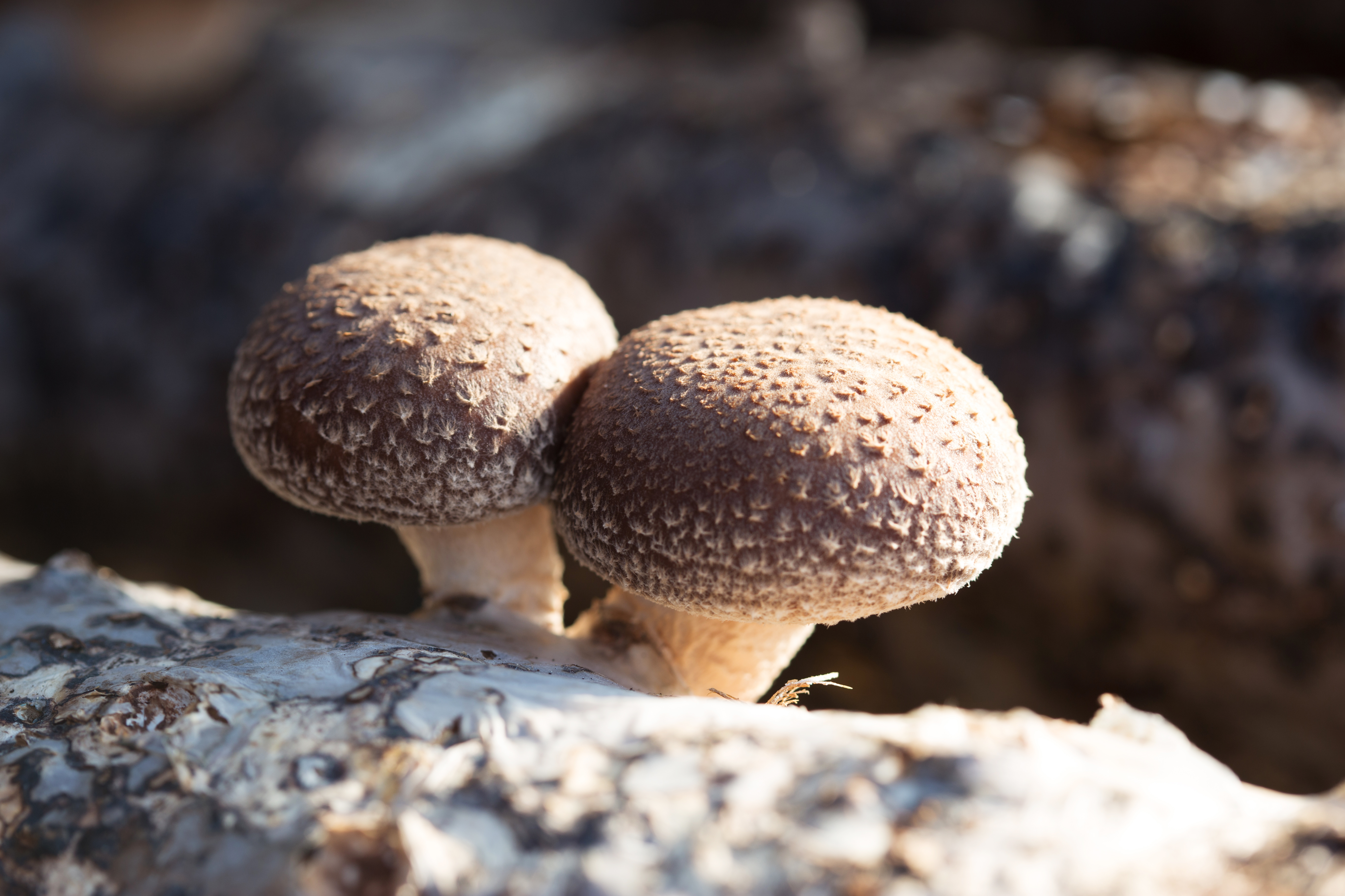 Cuáles son los hongos medicinales y qué impacto tienen en la salud