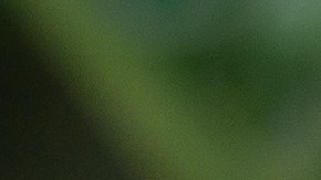 Trucos para sacar los caracoles del jardín, sin hacerles daño