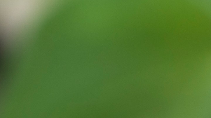 Cuáles son los alimentos que pueden actuar como antibióticos.