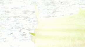 Cuál es la fruta que tiene más vitamina C.