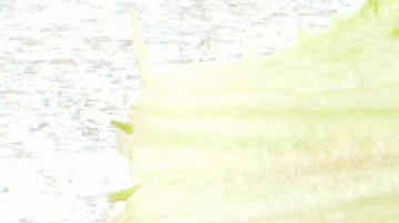 Cuál es la fruta que tiene más vitamina C.