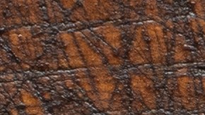 Recupera plantas con un fertilizante casero de frijol blanco