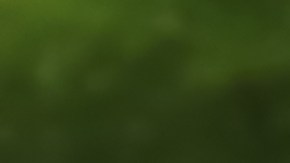 Aceite de aguacate incluido en la norma internacional de aceites vegetales