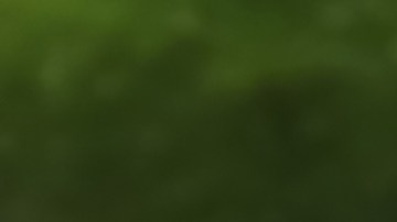 Aceite de aguacate incluido en la norma internacional de aceites vegetales