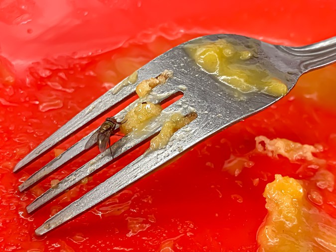 4 enfermedades que producen las moscas y cómo evitarlas