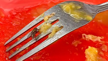 4 enfermedades que producen las moscas y cómo evitarlas