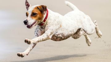 ¿Qué significa que un perro mueva la cola rápido?