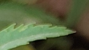 6 Usos del Vick VapoRub que todavía no conocías