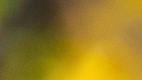 Cambio climático, la razón de por qué se propagan las alergias