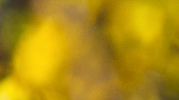 Cambio climático, la razón de por qué se propagan las alergias