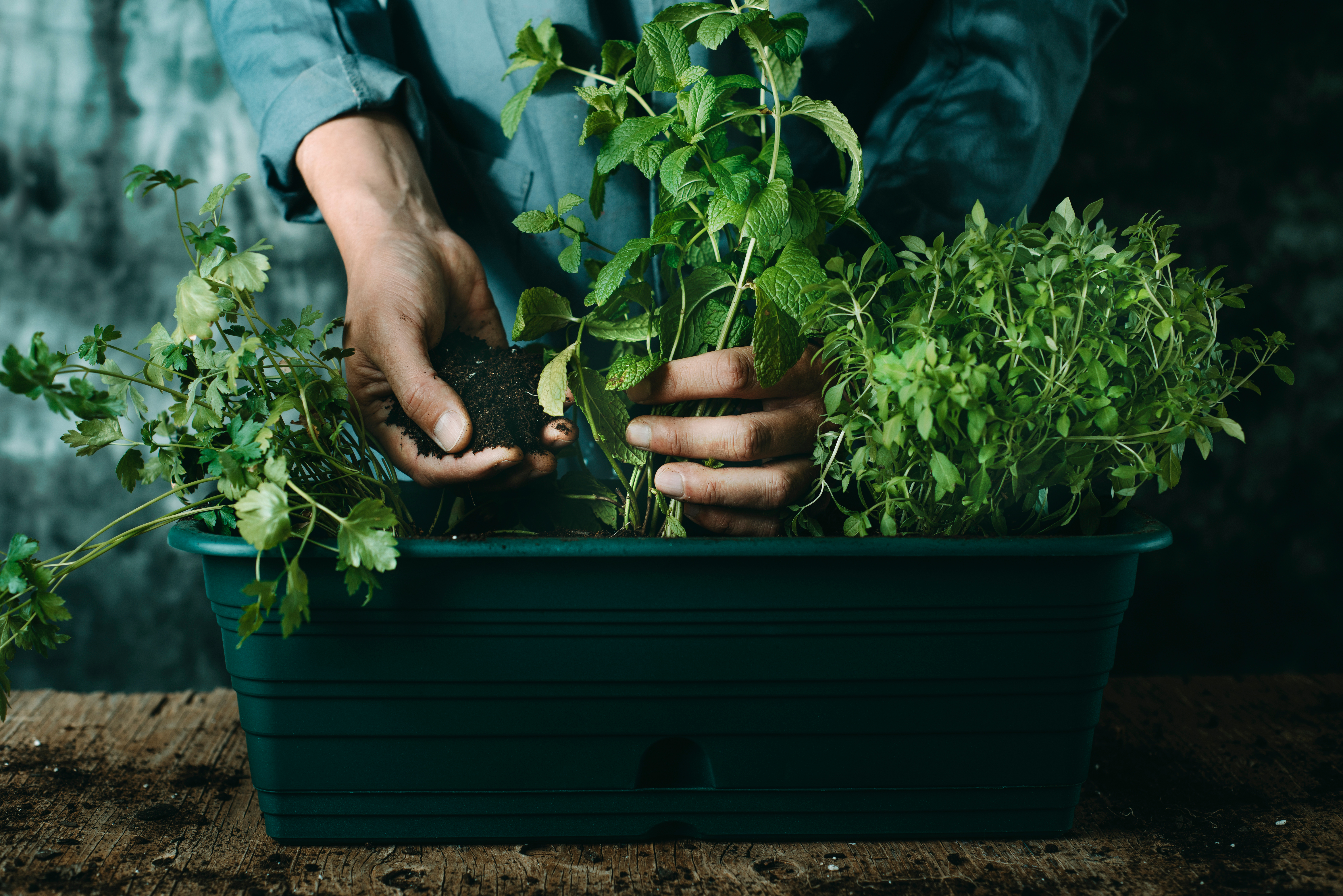 Hacks Para Estar Mejor: Plantas que aromatizan tu hogar