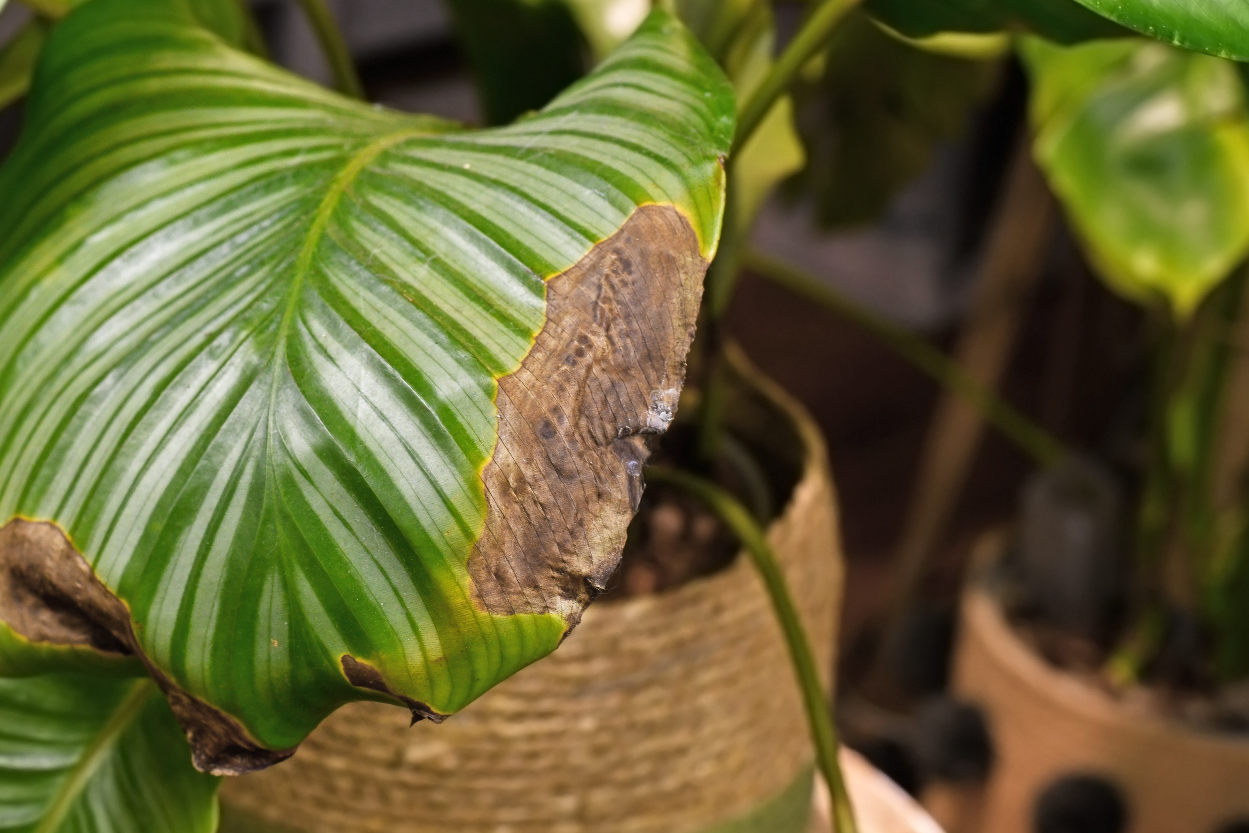 4 Señales que dan las hojas de tu plantas cuando están enfermas y cómo cuidarlas