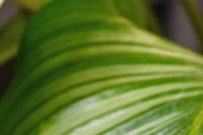 4 Señales que dan las hojas de tu plantas cuando están enfermas y cómo cuidarlas 