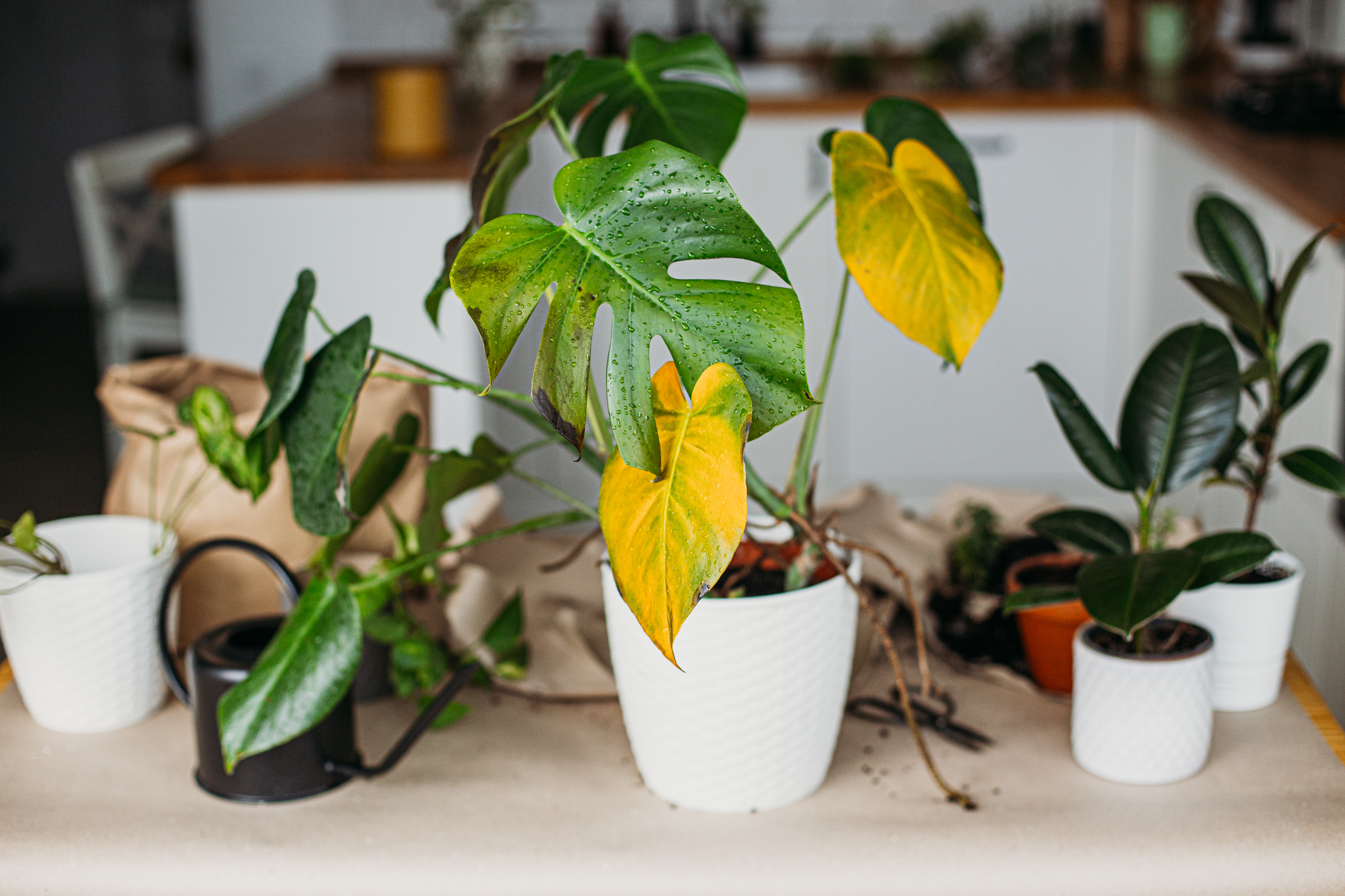 4 Señales que dan las hojas de tu plantas cuando están enfermas y cómo cuidarlas