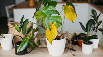 4 Señales que dan las hojas de tu plantas cuando están enfermas y cómo cuidarlas