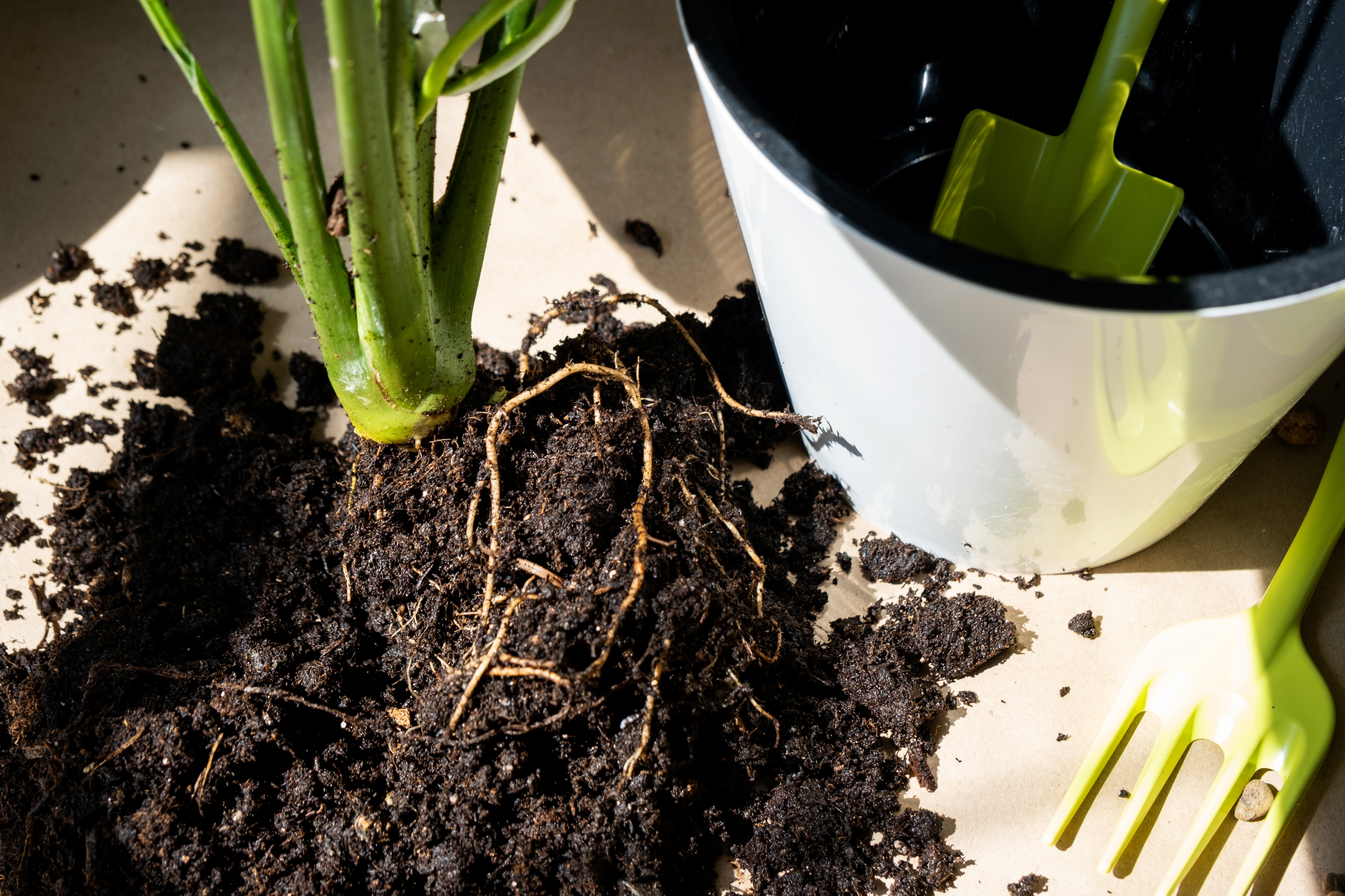 4 Señales que dan las hojas de tu plantas cuando están enfermas y cómo cuidarlas