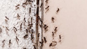 El tamaño de las hormigas y lo que están haciendo, son detalles fundamentales para conocer el significado de soñar con ellas.