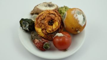 ¿Es seguro comer alimentos con hongos?, esto dice la ciencia