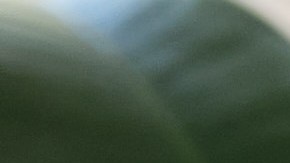 Trucos para decorar tu casa con plantas de interior