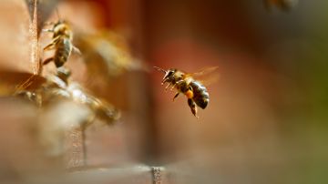 Los expertos señalan que si alguno de los miembros del hogar sufre una picadura de abeja, el significado es que algo va a suceder en casa.