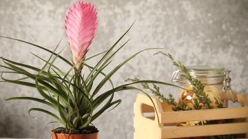Esta planta de interior da flor y es ideal para departamentos con poca luz