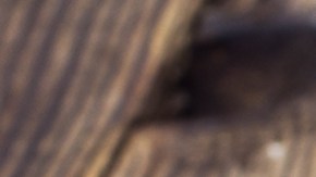 Cuando compres apio, procura que los tallos sean verdes, con un tono pálido, y crujientes.