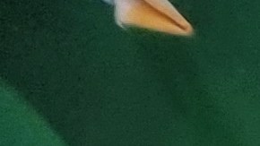 Ante la enorme cantidad de ingredientes que ofrecen en cualquier Subway, nunca está de más que recibas recomendaciones.