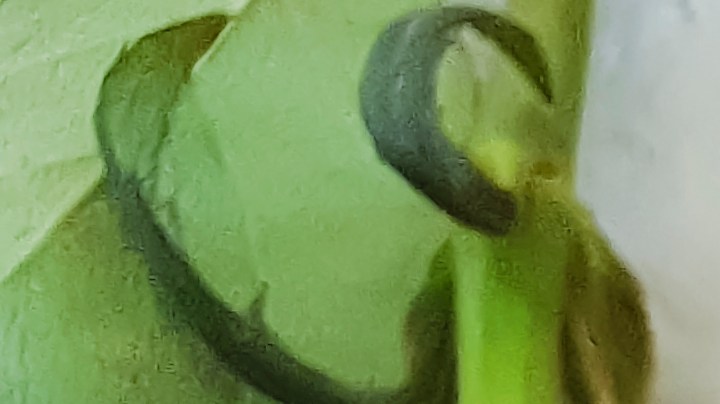 Cuando se trata de atraer el amor, los pétalos de rosa y la miel son dos elementos esotéricos muy poderosos.