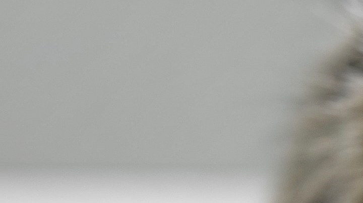 La Listeria implica "un riesgo potencial para la salud", no solo de tu perro o gato, sino también la tuya.