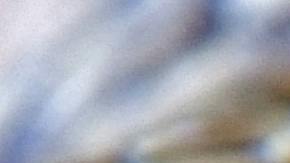 Expertos aseguran que estos reptiles pueden llegar a medir dos metros y el veneno es suficientemente potente para matar a un humano.