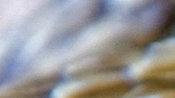 Expertos aseguran que estos reptiles pueden llegar a medir dos metros y el veneno es suficientemente potente para matar a un humano.