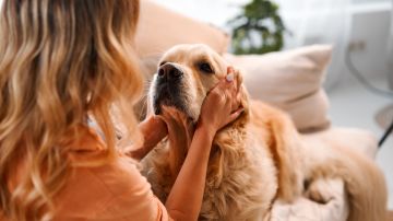 Aunque seas amoroso y tengas las mejores intenciones con tu perro, ciertas fallas pueden causarle problemas a la mascota.