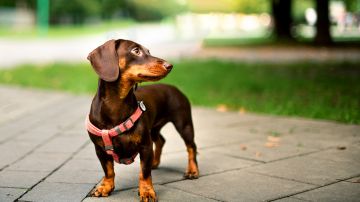 Los dachshund tienen una personalidad adorable, pero su potencial para enfermarse es muy alto.