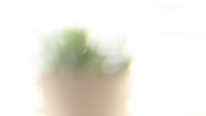 Aunque sean pequeños y pesen cerca de tres libras, un chihuahua tiene sus inconvenientes en casa.