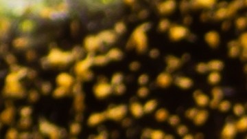 Un cuarto de taza de semillas de girasol te aporta 205 calorías, 18 gramos de grasa no saturada, 3 mg de sodio y 7 gramos de carbohidratos.