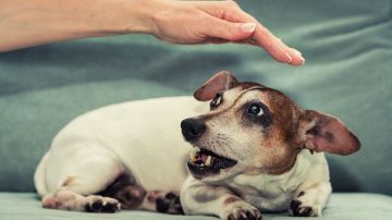 Jamás toques o intentes acariciar a un perro sin asegurarte de que serás bien recibido.