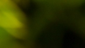 Aunque luzca vistosa, la hierba japonesa es un "cáncer" para tu jardín.