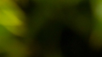 Aunque luzca vistosa, la hierba japonesa es un "cáncer" para tu jardín.