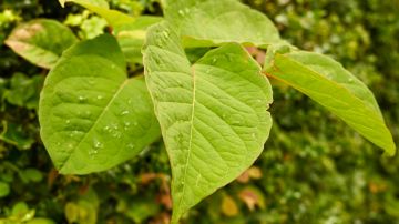 Aunque luzca vistosa, la hierba japonesa es un "cáncer" para tu jardín.