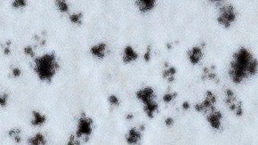 Las cápsulas del Ginkgo biloba tienen un color característico, prácticamente inconfundibles.