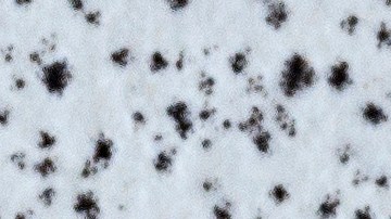 Las cápsulas del Ginkgo biloba tienen un color característico, prácticamente inconfundibles.