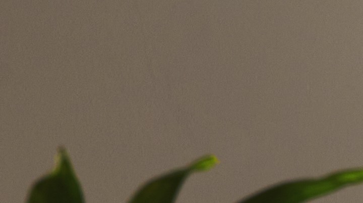 Tener plantas en el dormitorio podría ser lo que necesitas para un ambiente más limpio, relajante y acogedor.