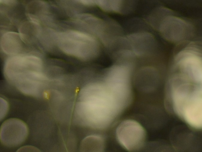 Las monedas doradas atraerán dinero en Navidad.