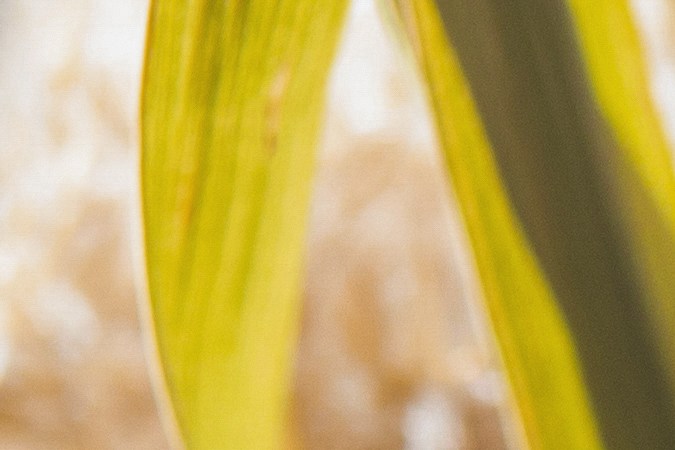 Usa el incienso y el palo santo para limpiar las energías de tu hogar.